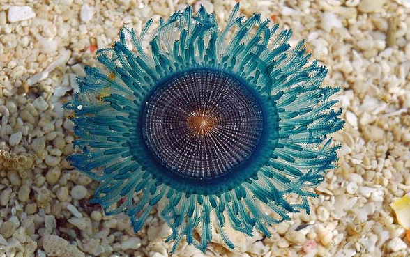 Similan Islands (Ko Si Beach) – Blue Button Jelly Fish