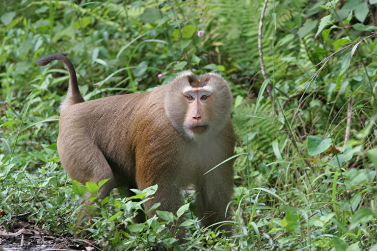 Discover Thailand’s National Parks